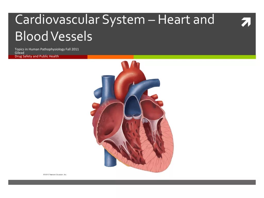 Cardiovascular system. Blood cardiovascular System. Cardiovascular Systems is the System of Heart and Blood Vessels.. Blood Vessel structure.