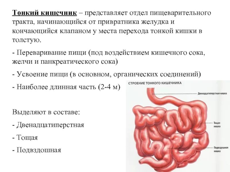 В тонкую кишку открываются. Отделы пищеварительного тракта тонкая кишка. Пищеварительная система тонкий кишечник. Пищеварительная система тонкая и толстая кишка. Пищеварительная система физиология тонкий кишечник.