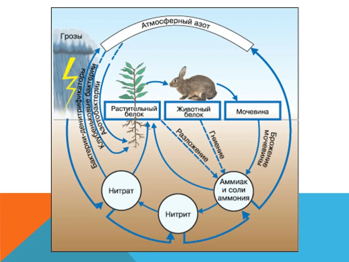 Грибы включаясь в круговорот веществ в биосфере. Схема биогеохимического круговорота в природе. Биологический цикл азота. Биогеохимический цикл азота схема. Круговорот азота в биосфере.