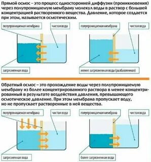 Осмос через мембрану клетки
