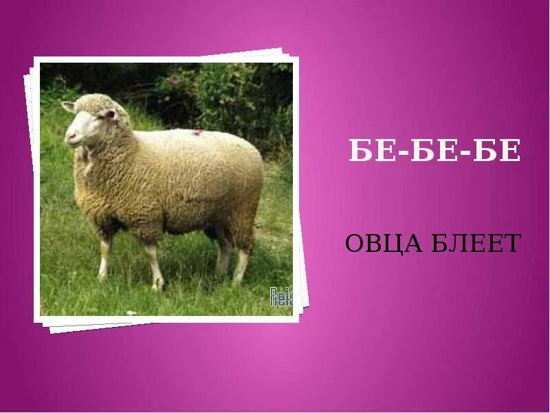 Овечка картинка для детей. Бе бе бе овечка песенка. Бе бе бе овечка песенка. Коровка му. Овца мекает.