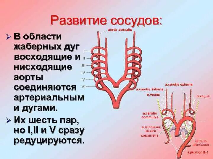 Кровеносный сосуд развивается из