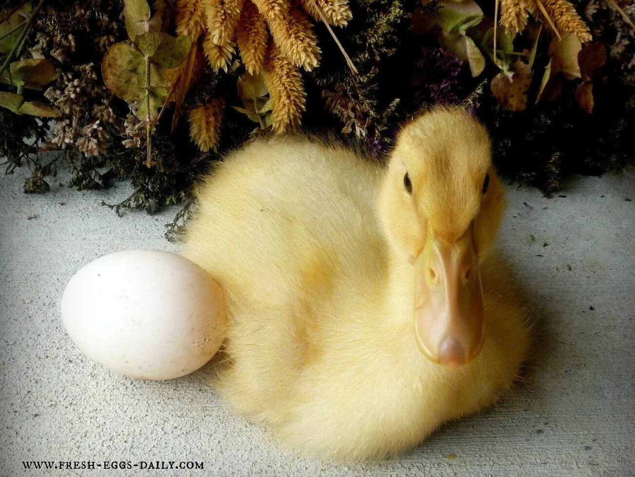 Утка с яйцом. Яйцо утенок утка. Инкубационные яйца пекинской утки. Утёнок из яйца.