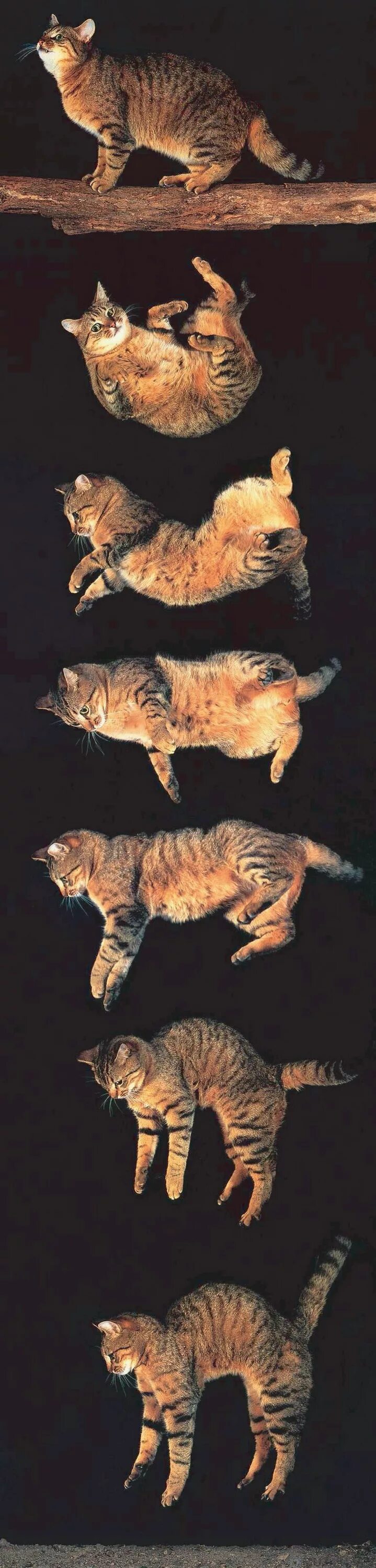 Кошка приземляется на лапы. Кошка всегда приземляется на четыре лапы. кошка приземляется на 4 лапы. кот падает.