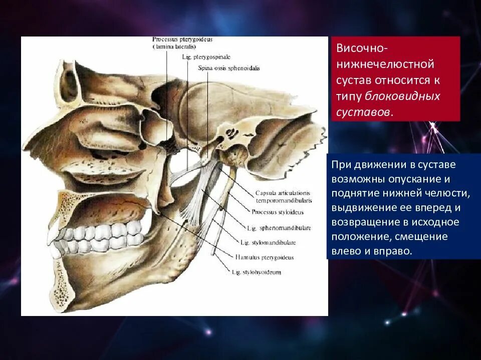 Артрология височно-нижнечелюстной сустав. Мышцы и связки височно-нижнечелюстного сустава. Блоковидный сустав ВНЧС. Височно-нижнечелюстной сустав блоковидный.