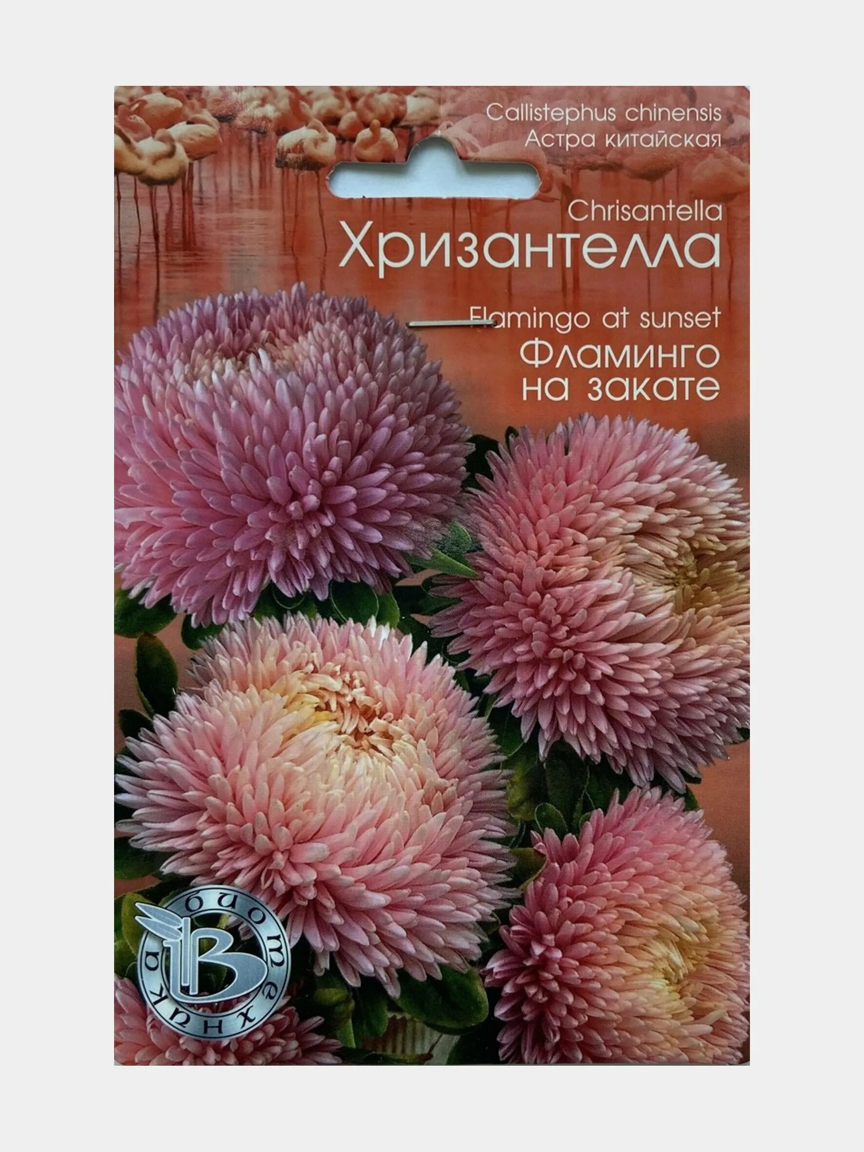 Хризантелла фламинго на закате. Хризантелла семена. хризантелла анжелика. хризантелла пакет семян. хризантелла мультифлорп.