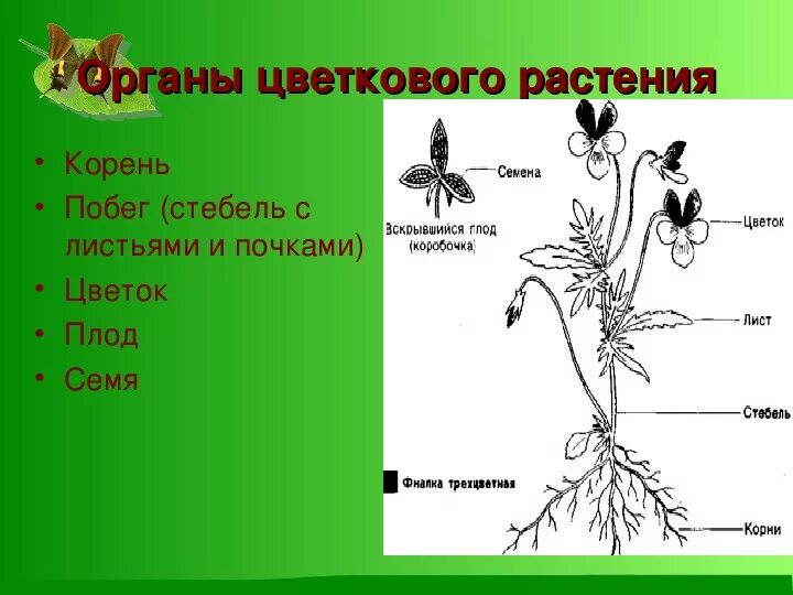 Вегетативные органы цветкового растения побег корень стебель почки. Органы цветковых растений 6 класс биология корень. Схема строения цветкового растения. Внешнее строение цветкового растения. Назовите органов цветковых растений