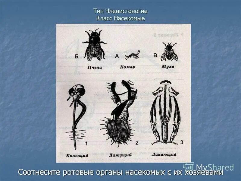 Биология 7 класс проверочная работа по теме беспозвоночные с ответами. Тест по теме беспозвоночные животные 7 класс. Беспозвоночные животные контрольная работа. Тест по теме беспозвоночные животные 7 класс. Контрольная работа по теме беспозвоночные.