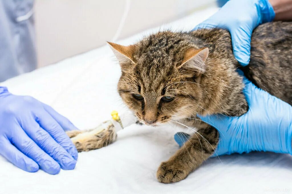 Пациент ветеринара. Ветеринар с кошкой. Ветеринарная клиника для животных. Больное животное у ветеринара.