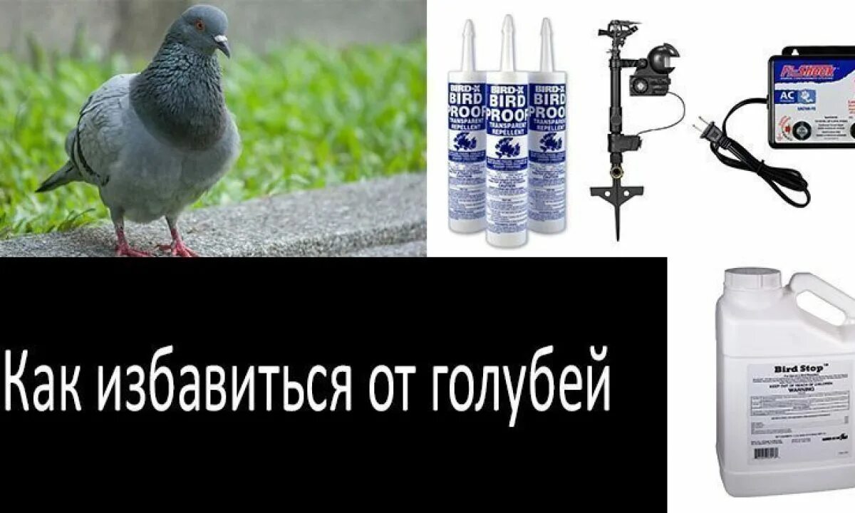 Как избавиться от ворон во дворе