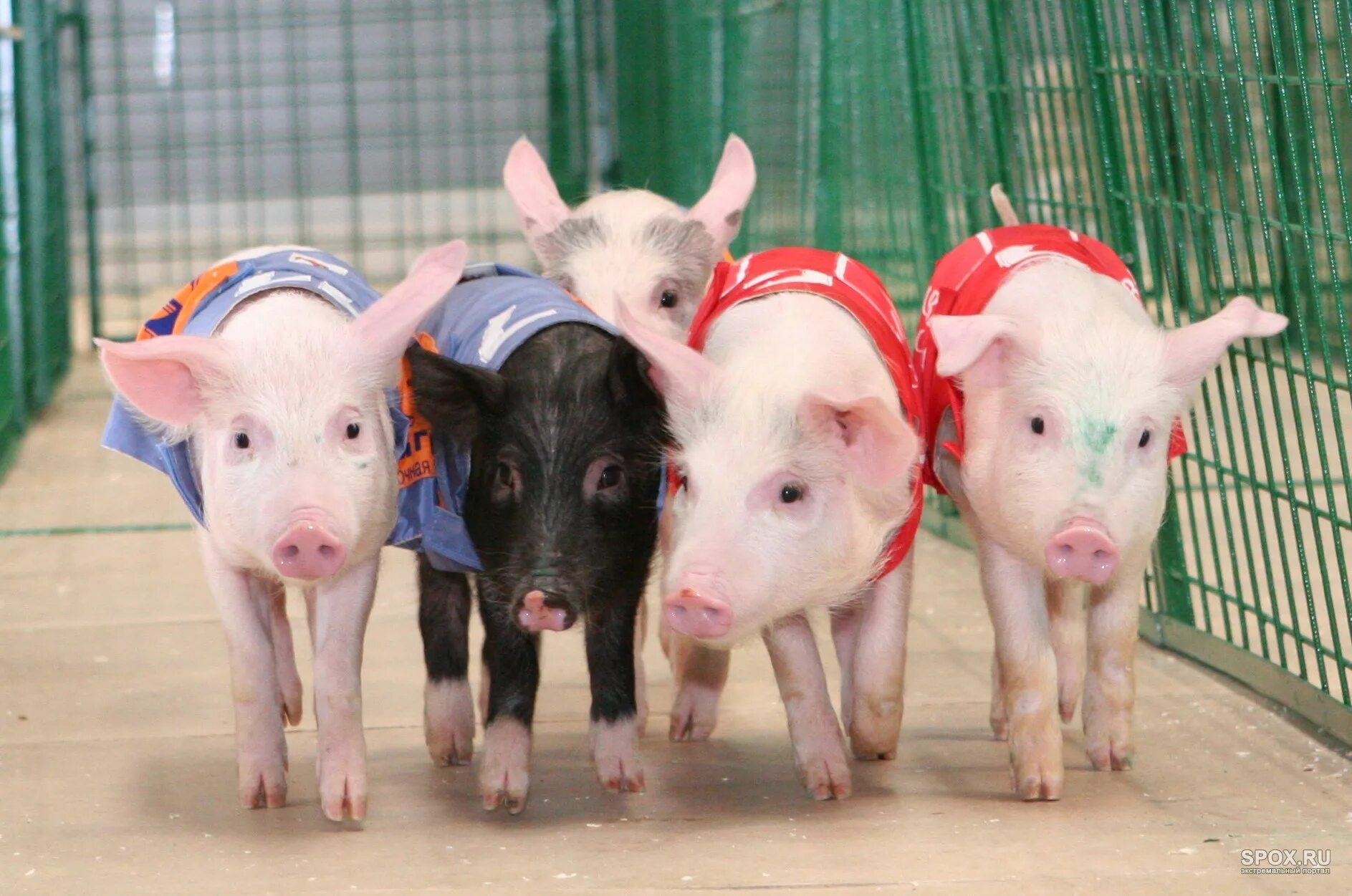 5 свинюшек. поросенок на прозрачном фоне. хрю хрю мультяшная. свинья мультяшная. поросенок мультик студия пилот.