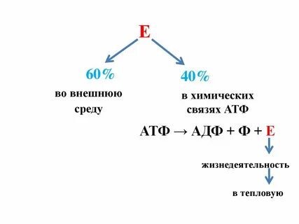 Образуется вещество атф