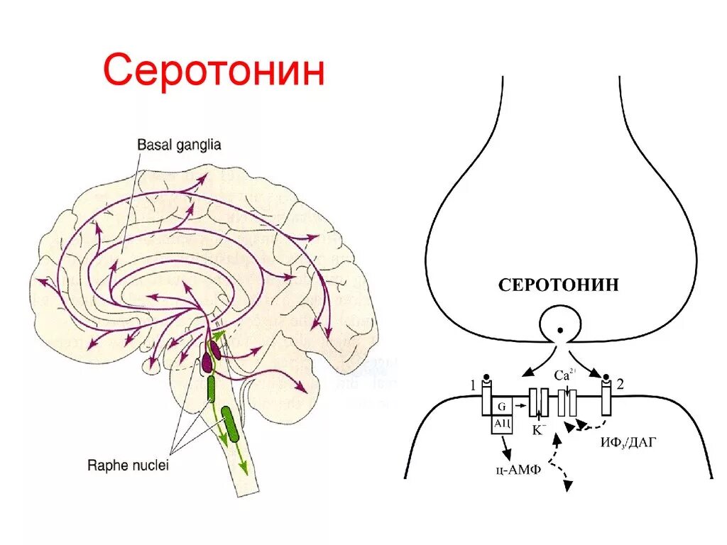 Серотонинергическая система мозга схема. Серотонинергическая регуляция. Физиология. Серотонин нейромедиатор функции. Серотониновый Рецептор строение. Серотонин стимулирует