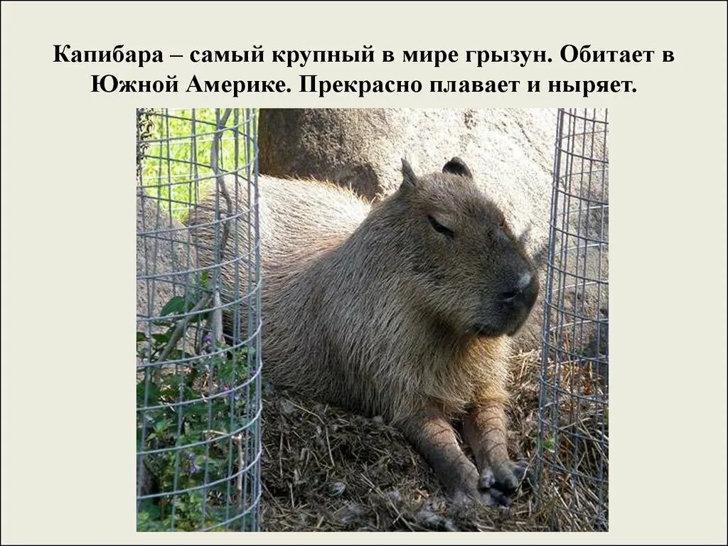 Водосвинка капибара амазонка. Самый большой грызун капибара. Капибара спасибо. Капибара ареал обитания. Водосвинка капибара южной америки.