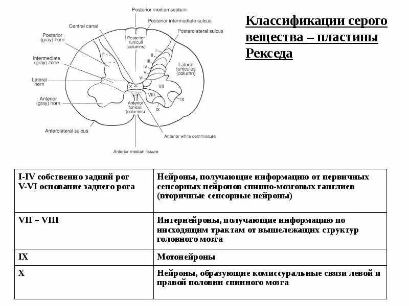 Сегментарное строение спинного мозга. Ядра сегментарного аппарата спинного мозга. схема собственного аппарата спинного мозга. надсегментарный аппарат спинного мозга строение. клиническая анатомия сегментарного аппарата спинного мозга.