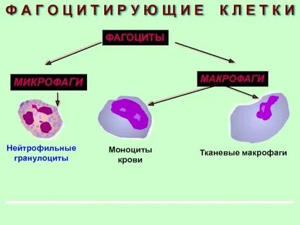 Гранулоциты макрофаги