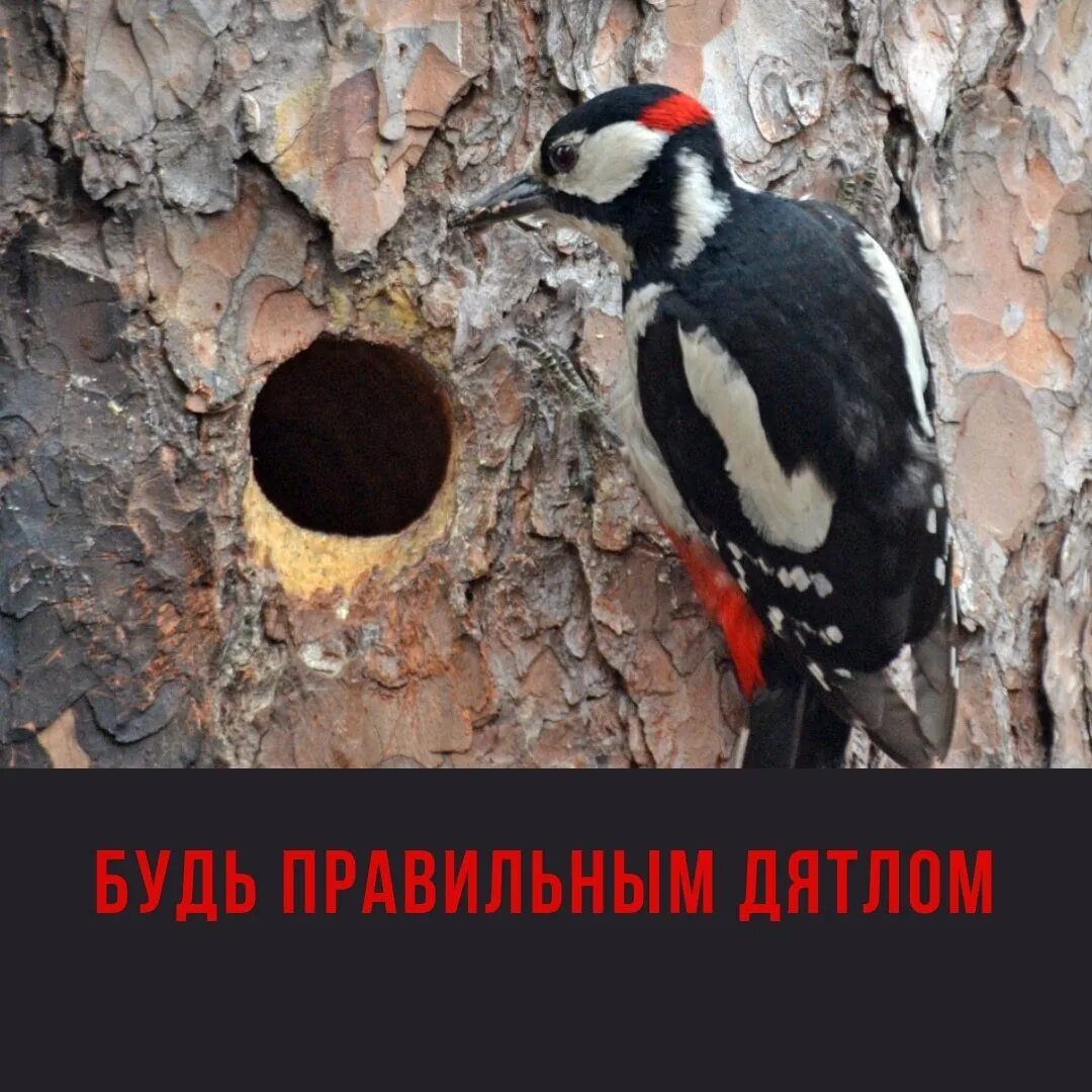 Гнезда птиц в дуплах. Гнездо большого пёстрого дятла. гнездо дятла в дупле. гнездо пестрого дятла. гнезда дятлов.