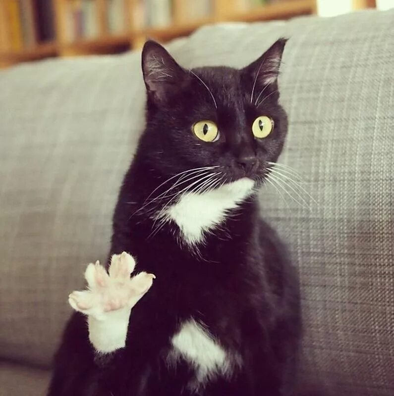 Hello i cat