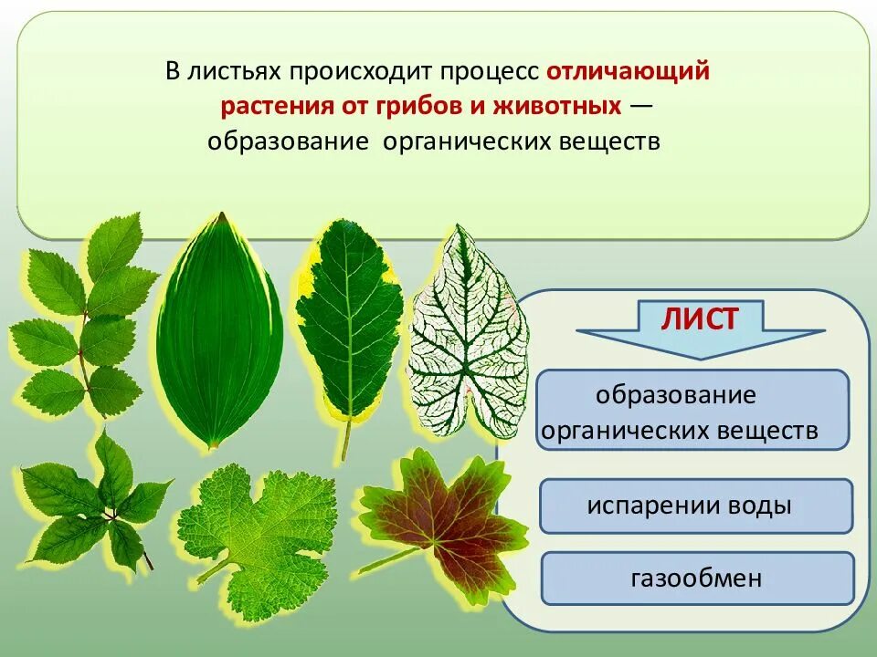 Лист биология 6 класс. Внешнее строение листа. Внешнее строение аиста. Строение листа растения. Контрольная лист 6 класс биология