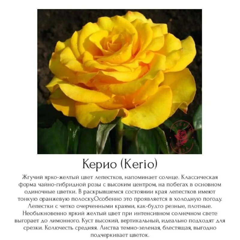 роза альфонс доде. розы кубани питомник роз каталог. розы кубани питомник роз каталог. розы кубани питомник роз каталог. розы кубани питомник роз каталог.