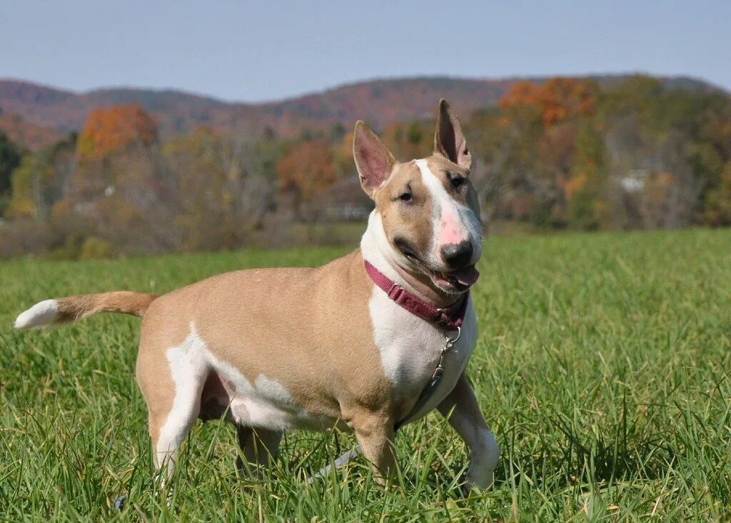 Бультерьер тигровый. Стандартный бультерьер. Стандартный бультерьер. Бультерьер собака. Порода бультерьер.