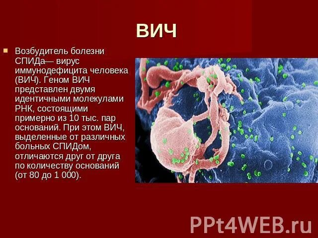 Вич представлен. ВИЧ возбудитель. Геном ВИЧ. Геном ВИЧ представлен. Геном ВИЧ 2.