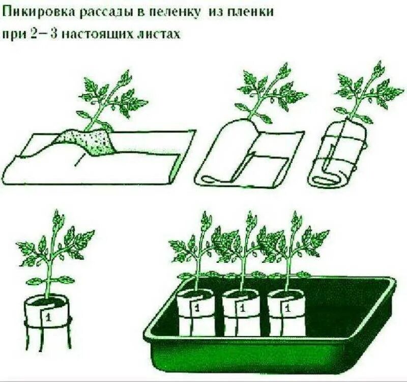 Схема рассады томатов. Пикирование рассады помидор. Схема пикировки томатов. Пикировка томатов схема посадки. Помидоры рассада пикировка помидор.