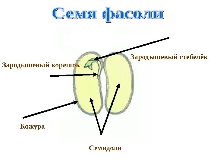 Из семядолей стебелька корешка и почечки. Кожура, семядоли, зародыш корешок почечка. Строение семядоли. Зародышевый корешок. Зародышевый корешок у фасоли.