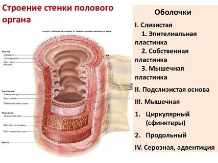 Слизистая заднего стенки