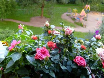 Клумба розовых роз