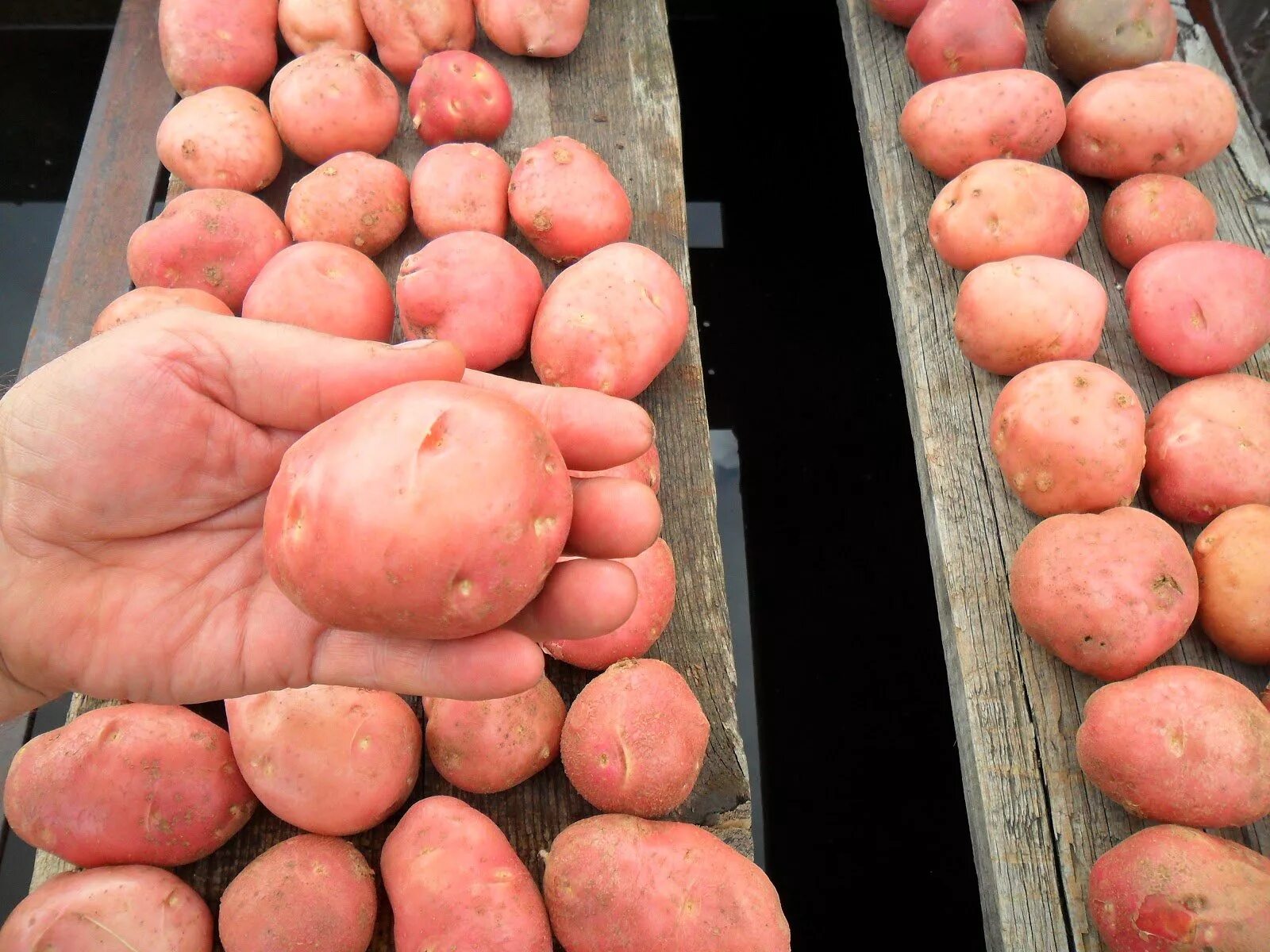 Картофель семенной голубизна суперэлита. Картофель закировские хуторки. Картофель закировские хуторки. Картофель гала розара. Картофель семенной колетте.