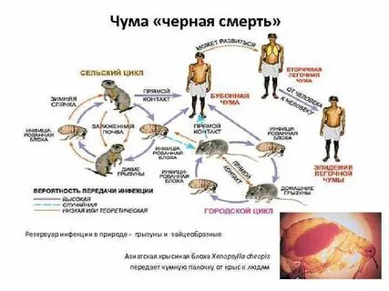 Природная чума