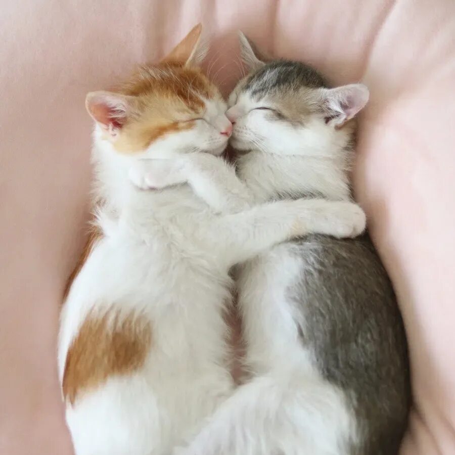 2 милых кота