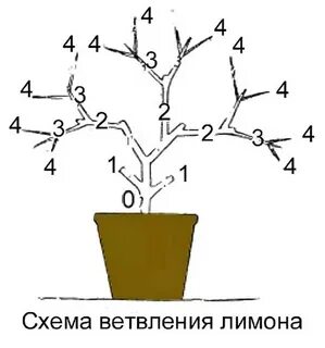 Как сформировать г