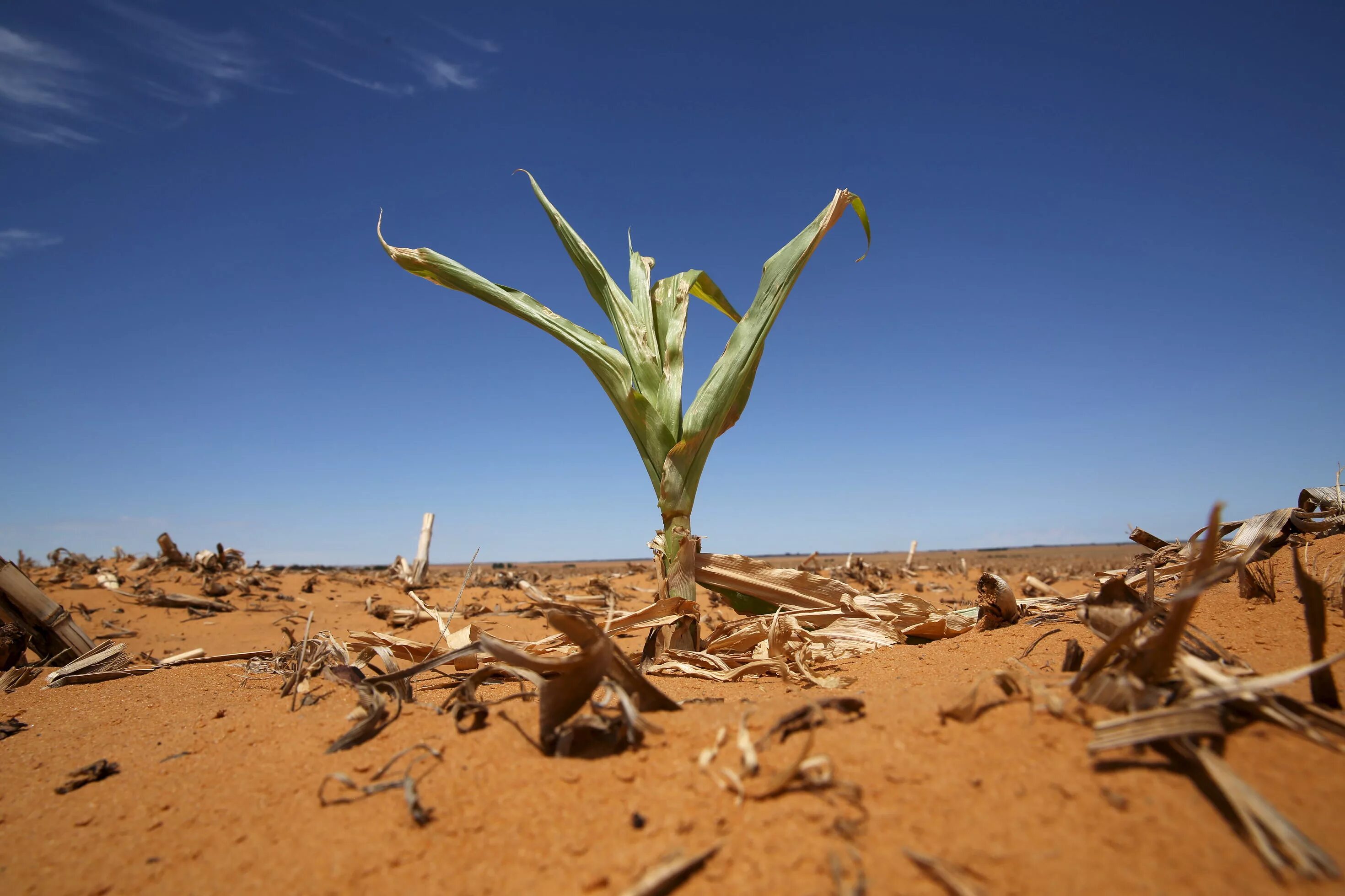 Спас от засухи. Засуха растений. Засуха фото. Пустыня засуха.