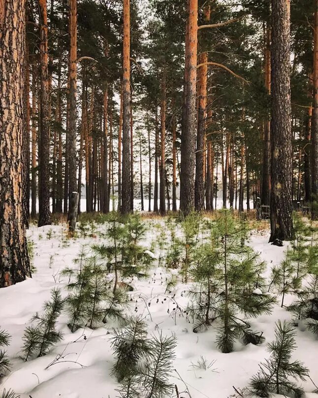 Лес Сысерть. Сосновый Бор Сысерть. Зима Сысерть лес. Лес верх Сысерть. Сысерть зимой