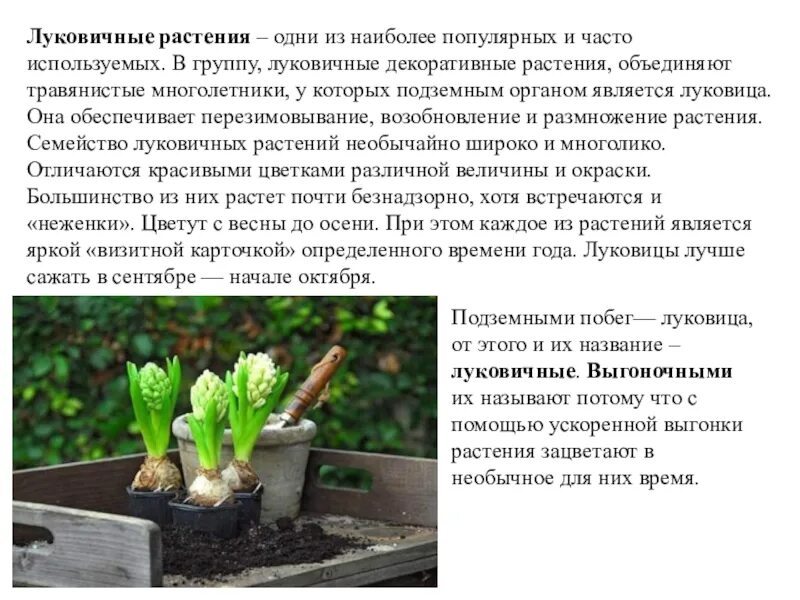 Какие растения объединяют в группу. Многолетние травянистые луковичные растения.. луковичные растения презентация. луковичные растения импоста. представитель группы луковичные.