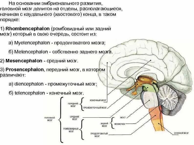 Каудальные отделы ствола мозга. Каудальный отдел продолговатого мозга. Схема расположения двигательных центров в стволе мозга. Определите последовательность отделов головного мозга.