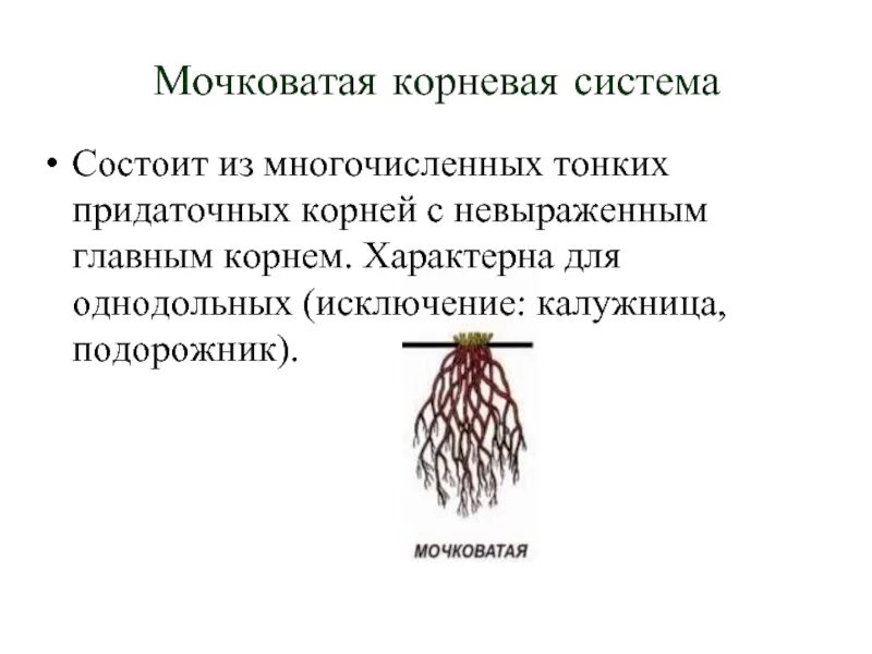Какая система называется мочковатой. Стержневая корневая система у подорожника. подорожник большой корневая система мочковатая. из чего состоит мочковатая система. мочковатая система состоит из придаточных и боковых корней.