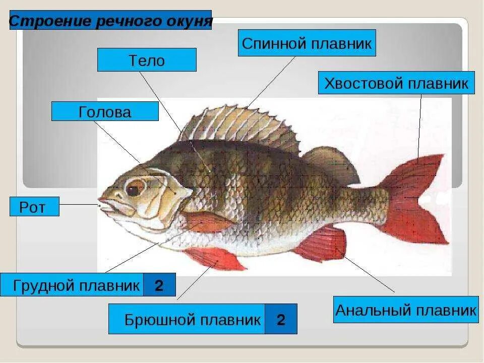 Речной плавник