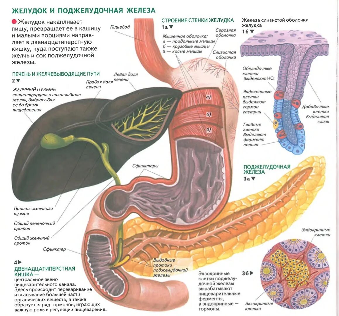Печень пищеварительный сок. Строение стенки поджелудочной железы. Анатомический атлас человека поджелудочная железа. Поджелудочная железа расположение атлас. Желудок и поджелудочная железа анатомия строение.