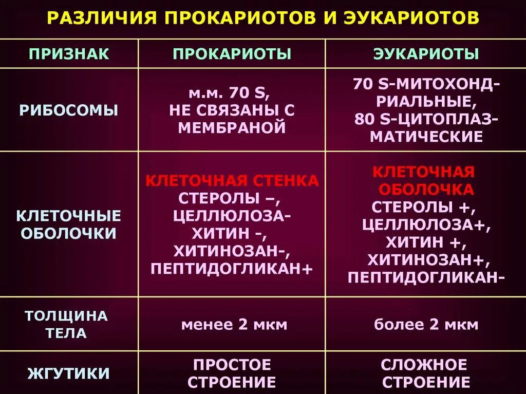 Чем отличаются прокариоты от эукариотов