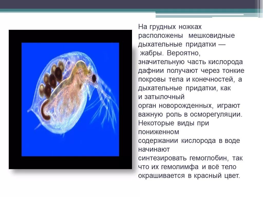 Дафния дыхание. Дафнии фильтраторы. Дыхательная система дафнии. Карапакс дафнии.