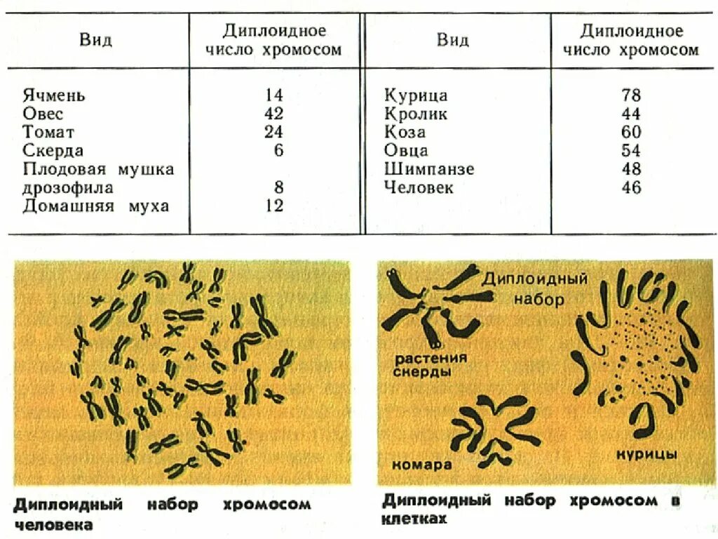 Наборы хромосом у различных организмов. Хромосомы разных видов. Набор хромосом у животных. Диплоидный набор хромосом у животных.