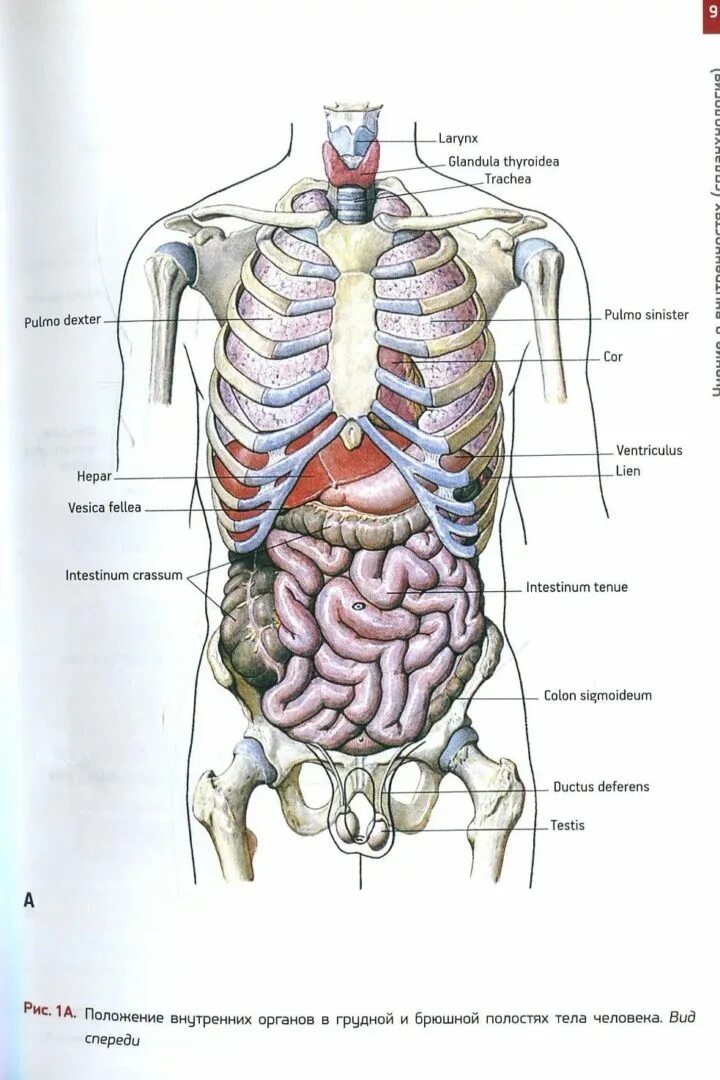 Органы человека расположение с надписями. Строение человека. Анатомия человека внутренние органы. Расположение органов у мужчин. Внутренности человека в картинках.