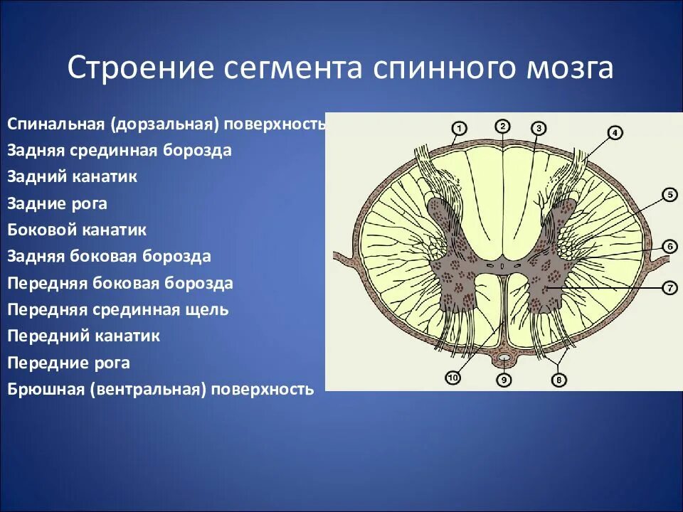 Передние и задние рога сегментов спинного. Строение сегмента спинного мозга. Задний канатик спинной мозг анатомия. Сегментарное строение спинного мозга. Строение сегмента спинного мозга анатомия.