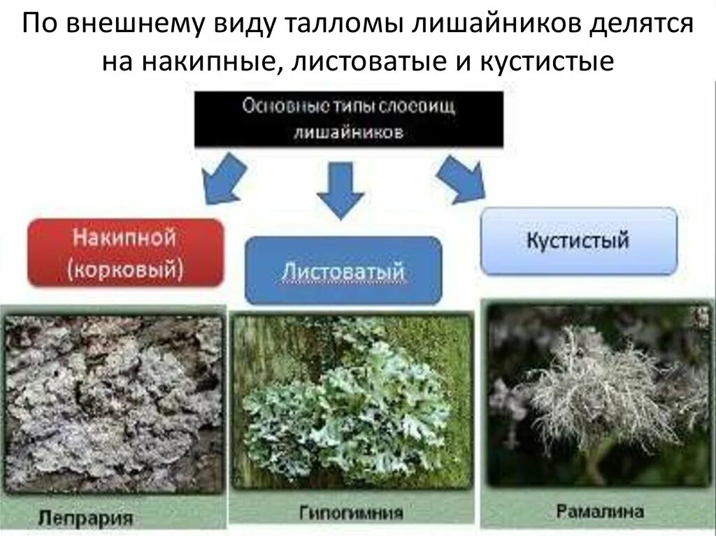 2 типа лишайников. Лишайники накипные листоватые кустистые. Лишайники накипние листоватие кустистие. Строение накипных лишайников. Жизненные формы лишайников листоватый, накипной, кустистый.