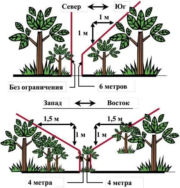 На каком расстоянии можно сажать кустарники. Схема посадки среднерослых яблонь. Посадка яблони расстояние между деревьями. Схема посадки карликовых яблонь. Схема посадки плоловыхьдеревьев.