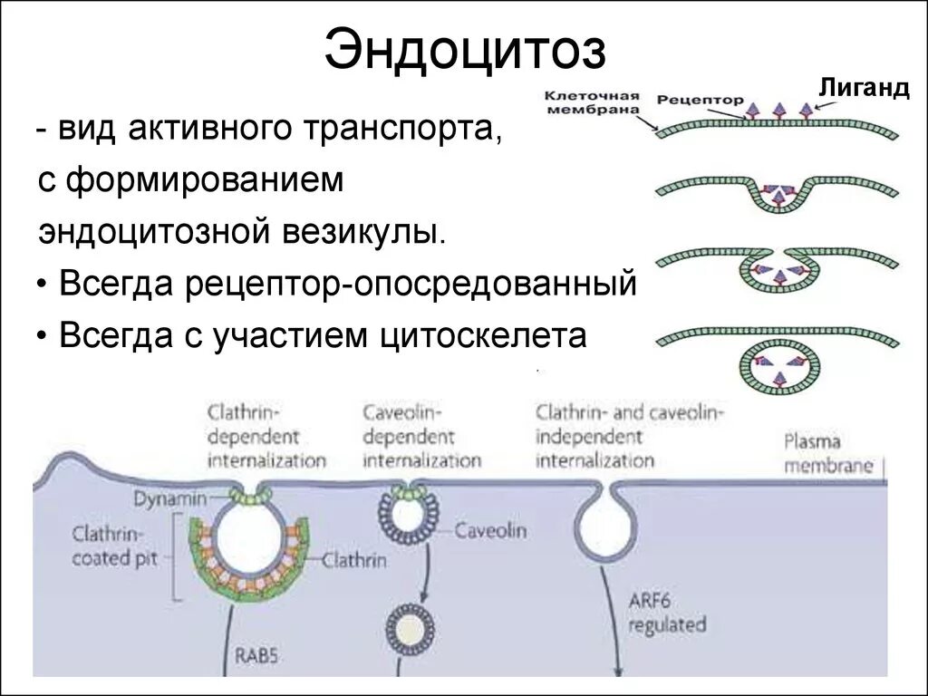 Кавеолин зависимый эндоцитоз. Эндоцитоз опосредованный рецепторами схема. Эндоцитоз у прокариот. Эндоцитоз гистология.