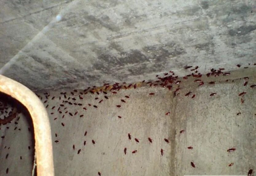 Тараканы на стенах в квартире. Тараканы в высотном доме